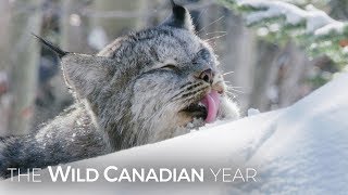 A Wild Canadian Lynx And A Cameraman Develop An Amazing Relationship  Wild Canadian Year [upl. by Hcirteid]