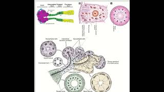 Salivary gland I Serous vs Mucous acini and duct [upl. by Aserehs]