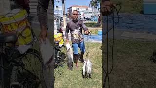 Pesca de robalos bass fishing Ponte Giuseppe Garibaldi TramandaíRS pescador Alan [upl. by Drol773]