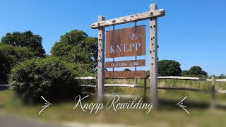 Our visit to Knepp Rewilding [upl. by Devehcoy502]