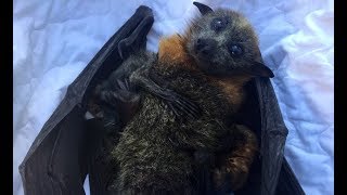 Greyheaded flyingfox feasting on blossom [upl. by Nica]