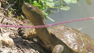 Galápagos leprosos Mauremys leprosa en el río Genil a su paso por Moraleda de Zafayona Granada [upl. by Inram573]