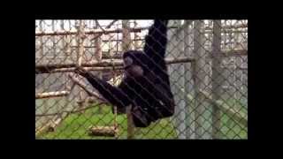 SCREAMING GIBBONS [upl. by Sheedy]