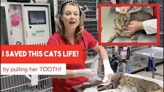 I SAVED THIS CATS LIFE by pulling her tooth [upl. by Xuerd]