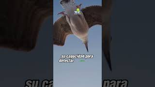 Estrategias de las gaviotas en el aire Gaviotas AvesMarinas NavegaciónAérea [upl. by Aura]