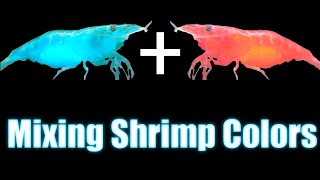 Mixing Shrimp Colors  Neocaridina Genetics [upl. by Lindemann]