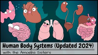 Human Body Systems Overview Updated 2024 [upl. by Dnalyk]