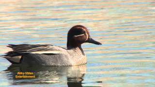 Krickente  Sarcelle dhiver  Eurasian Teal [upl. by Lothario797]