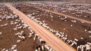 247 Million Cattle In Australia Are Raised This Way  Australia Farming [upl. by Faucher]