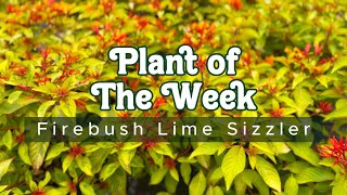 PLANT OF THE WEEK  FIREBUSH LIME SIZZLER [upl. by Nywloc763]