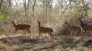 Deers running everywhere after seeing a Huge Male Tiger [upl. by Manville]