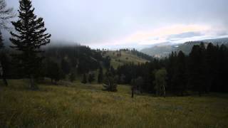 Blacktail Plateau Drive Yellowstone National Park 2015  Black Bear [upl. by Hareema]