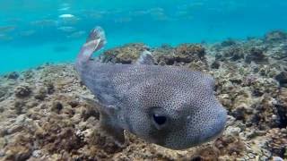 Schnorcheln Makadi Bay  Ägypten  Egypt  Rotes Meer  Red Sea [upl. by Eatnad]