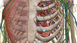 Zooming dissecting and rotating the 3D model  Human Anatomy Atlas [upl. by Sheela]