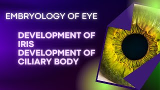 Embryology of EYE Development of IRIS amp Development of Ciliary Body [upl. by Dickinson59]