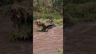 Labrador Retriever braving fast flowing river to retrieve a pheasant gundog gundogtraining dog [upl. by Vida775]