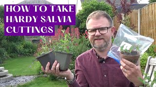 How to Take Salvia Cuttings  Taking Perennial Salvia nemorosa Caradonna Cuttings  Gardening Tips [upl. by Elva645]