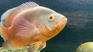 Albino Oscar Cichlid [upl. by Boris188]