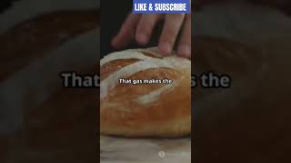 FERMENTATION explained in 60 seconds youtube fermentation yeastbread dough [upl. by Aranaj]