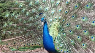 🦚 Relaxation with the nature in UHD 🦚 मोर Peacock  Peafowl 2019 by ani male [upl. by Jermyn]