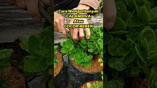 Cara memperbanyak Calandiva atau Cocor bebek calandiva caladiva cocorbebek [upl. by Ahtiek]