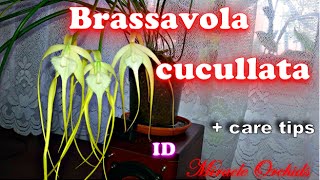 The lady of the night  Brassavola cuculata  orchid species  care tips [upl. by Cooperman]