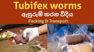 How to Packing Tubifex Sludge Worms  ප්‍රවාහන සදහා ටියුබිෆෙක්ස් පණුවන් ඇසුරුම් කිරීම tubifex [upl. by Nosinned]