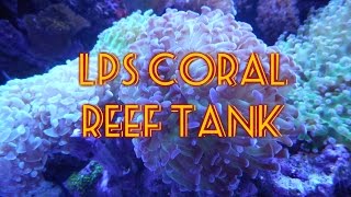 LPS Reef Tank  Beginner Guide To Saltwater Aquariums [upl. by Oba]