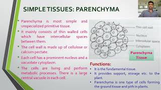 Lecture 24 FY BSC BOTANY II Chapter 4 Types of Tissues Permanent [upl. by Iraam]