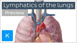 Lymphatics of the lungs lymph nodes and vessels preview  Human Anatomy  Kenhub [upl. by Drisko206]