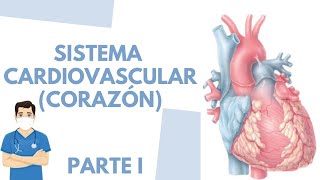 🫀Anatomía y fisiología del corazón PARTE I  Fácil  ENFERMERÍA [upl. by Inalan181]