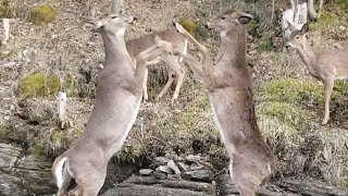 Female Deer Fighting [upl. by Jabon]