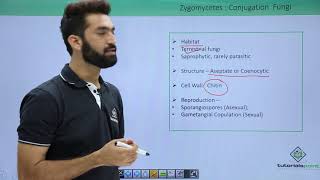 Class 11th – Kingdom Fungi  Zygomycetes Conjugation Fungi  Tutorials Point [upl. by Camala]