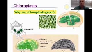 Mitochondria and Chloroplast [upl. by Cleasta]