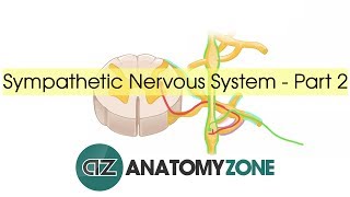 Sympathetic Nervous System Anatomy  Part 2 [upl. by Kleeman]