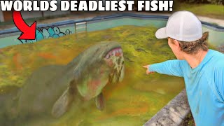 I Caught The Worlds DEADLIEST Fish in an Abandoned Pool [upl. by Submuloc]