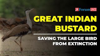 Great Indian Bustard Saving the large bird from extinction  Great Indian Bustard  ForumIAS [upl. by Itch643]