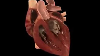 Beating Heart Animation [upl. by Alcus291]