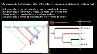 How to read Phylogenetic Tree Diagrams [upl. by Platt502]