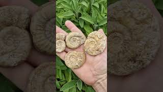 Rare Dumorteria ammonite fossils from the levesquei subzone fossiliferous shorts [upl. by Aselehc]