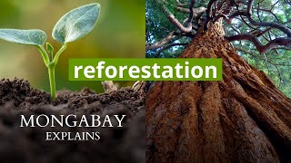 What is reforestation  Mongabay Explains [upl. by Best]