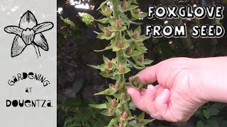 How to Collect Seed Sow amp Grow Foxgloves  Quick amp Easy Guide [upl. by Mingche]