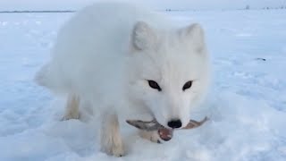 Baby Arctic Fox Steals Mans Fish [upl. by Attolrahc261]