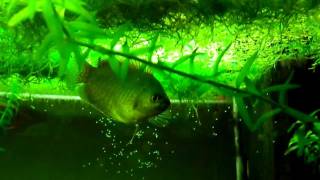 Accoppiamento Colisa lalia  dwarf gourami mating secondo video [upl. by Hillel]