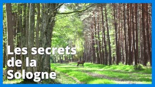 Découverte  Les secrets de la Sologne et de Cheverny [upl. by Tabbitha]