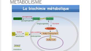 Introduction Physiologie 1 [upl. by Cadmarr159]