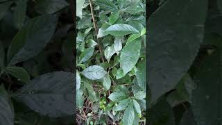 Strobilanthes scabra a species of Kuranji medicinal kuranji nilkuranji [upl. by Allain408]