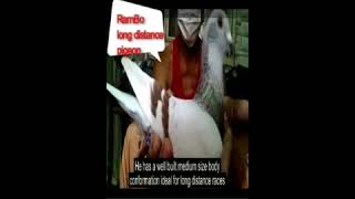 The 640 km quotRamBo 42quot full sibling Tacloban Race Watch full video httpsyoutubebzjvNx1sWT0 [upl. by Leahcimrej921]