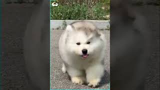 Clumsy Malamute Puppies Constantly Trip Over Themselves [upl. by Dinerman]