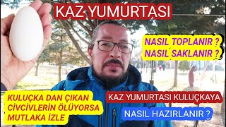 Kaz Yumurtası Nasıl Toplanır Saklanır Kuluçkaya Hazırlanır Kuluçkadan çıkan civcivler neden ölür [upl. by Nannerb]